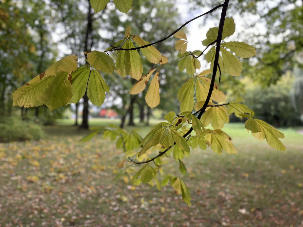 Łazienki Królewskie - 1 października 2022 r. 