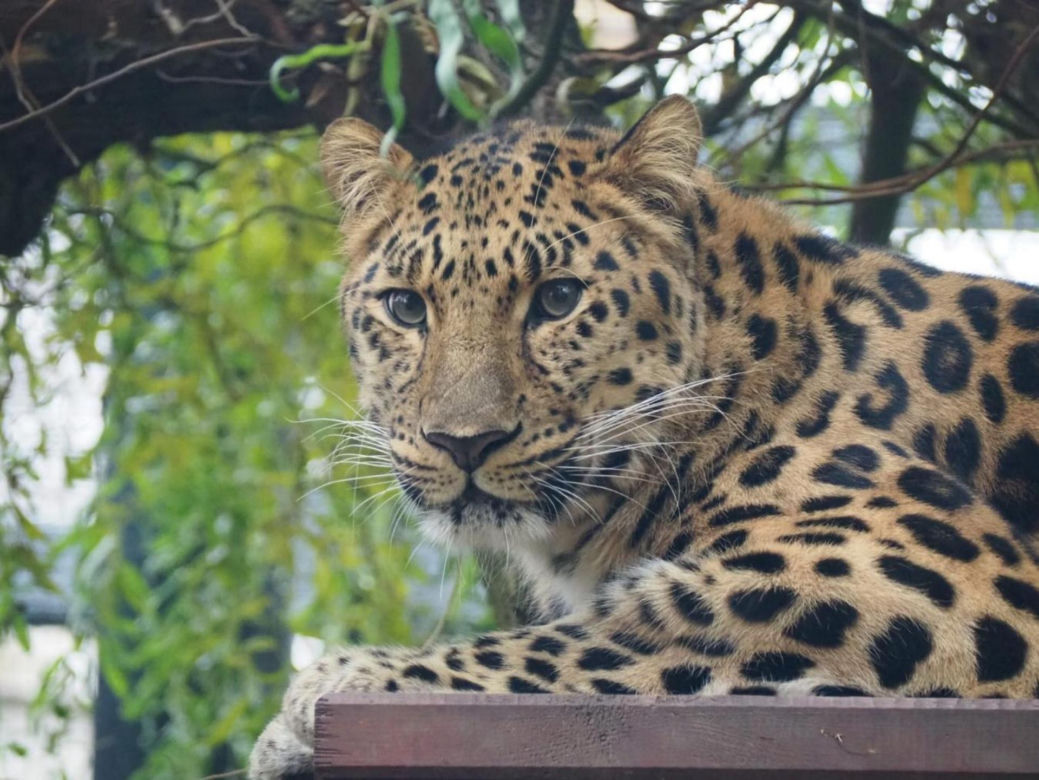 Kicia ze sklejką Nowa mieszkanka zoo w Warszawie. Na wolności żyje tylko 130 osobników