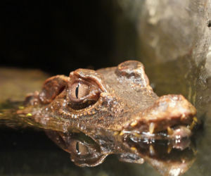 Kajman złapany we Wrocławiu trafił do ogrodu zoologicznego