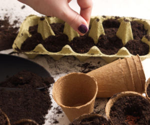 Rozsada w wytłaczankach po jajkach