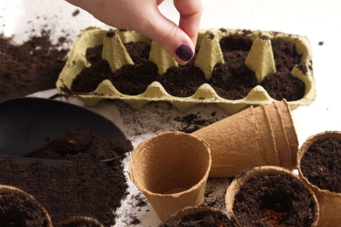 Rozsada w wytłaczankach po jajkach