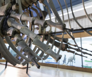 Szkielet ogromnego płetwala błękitnego we wrocławskim Muzeum Przyrodniczym