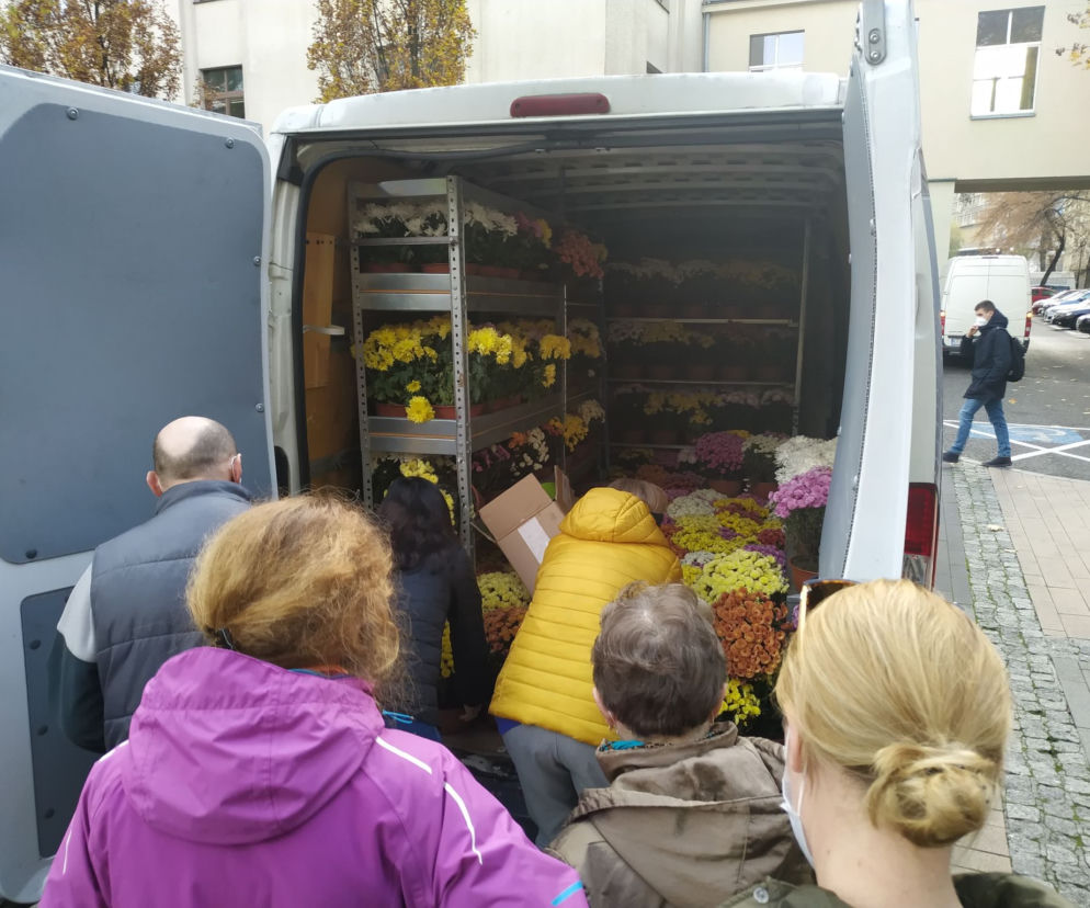 Darmowe chryzantemy do końca tygodnie na terenie kampusu Akademii Górniczo-Hutniczej