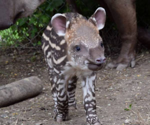 Oto bulwa - mały tapirek, który urodził się w poznańskim zoo