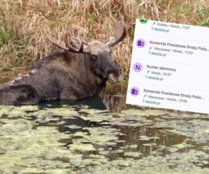 Można było mu pomóc? Łoś umierał w straszliwych męczarniach