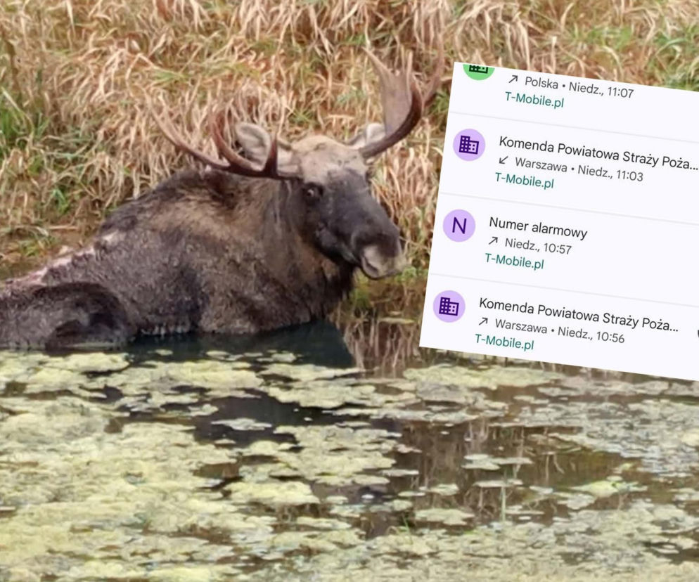 Łoś utknął w rzecznym mule i zmarł. Służby zignorowały zgłoszenie? Konał dniami