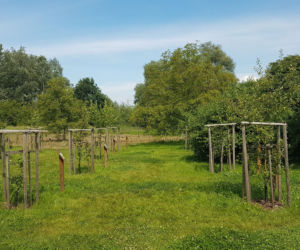 RZESZÓW: Dojrzewają już owoce w rzeszowskim Sadzie Miejskim! [FOTO, WIDEO]