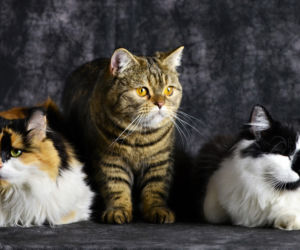 Fundacja Felineus zaprasza na sesje zdjęciowe z adoptowanymi pupilami