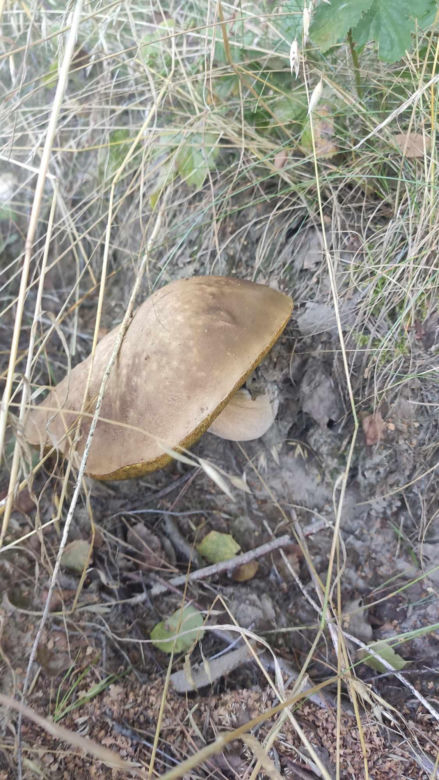 Grzybobranie Podkarpacie