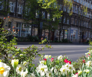 Kwiaty w centrum Szczecina