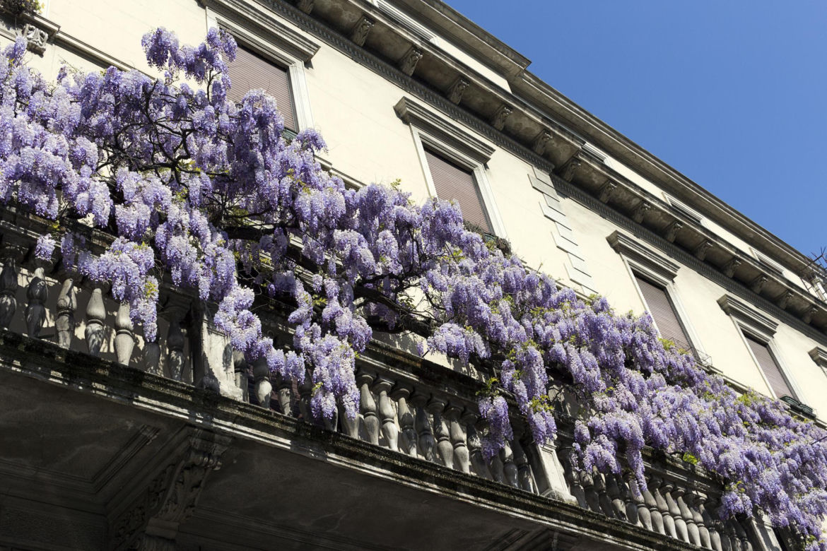 Wisteria