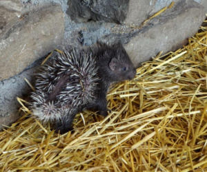Narodziny jeżozwierzy we wrocławskim zoo