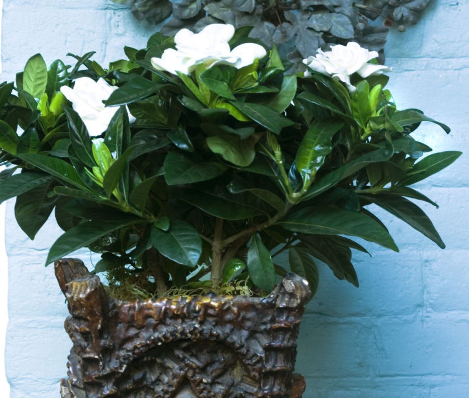 Gardenia