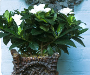Gardenia