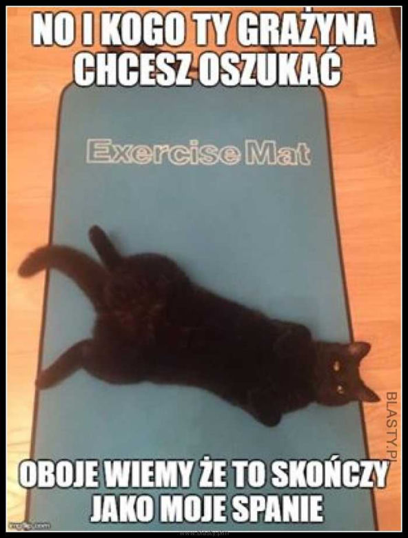 Dzień Kota 2020