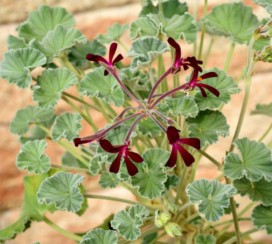 Pelargonia afrykańska