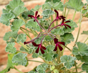 Pelargonia afrykańska