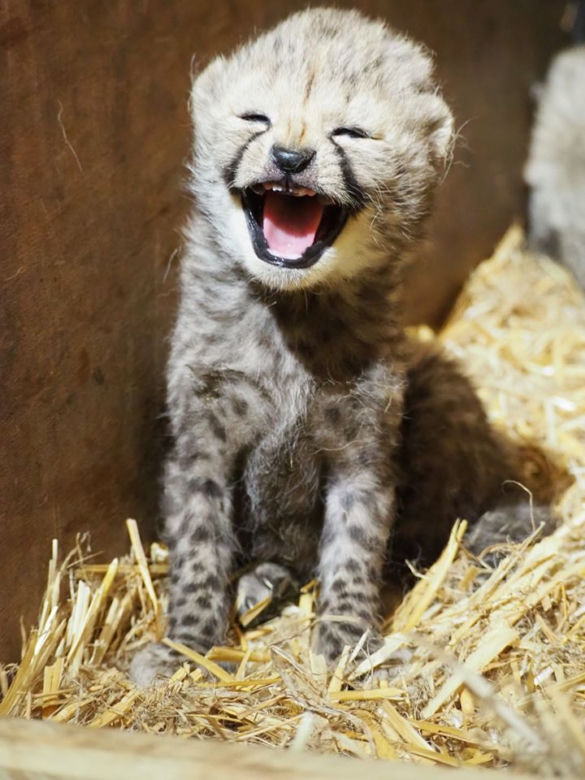 Nowe drapieżniki w warszawskim zoo