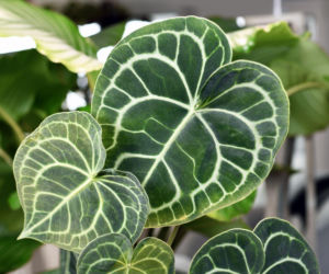 Anthurium clarinervium