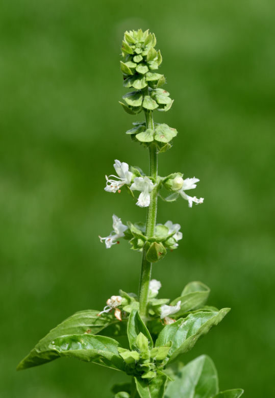 Bazylia pospolita