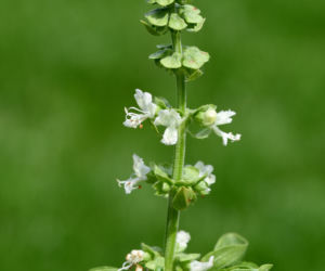 Bazylia pospolita