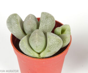 Lithops