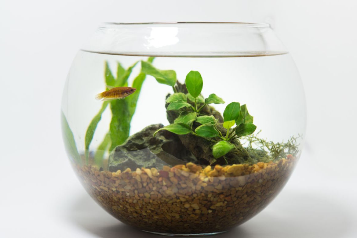 Anubias