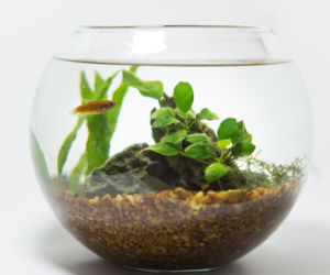 Anubias