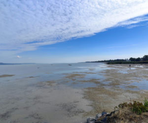 Balaton wysycha i zamienia się w kałużę. Potężne jezioro odsłoniło dno