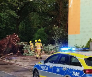 Krajobraz jak po apokalipsie! Potężna burza w Dęblinie. Drzewa miażdżyły samochody