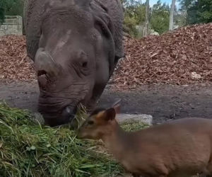 Kolejne nagranie z nosorożcem i mundżakiem z Zoo Wrocław. O zwierzętach poinformowały media z całego świata