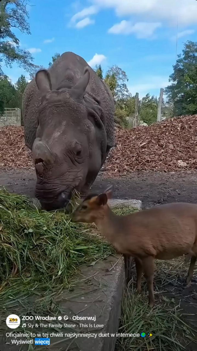 Kolejne nagranie z nosorożcem i mundżakiem z Zoo Wrocław. O zwierzętach poinformowały media z całego świata