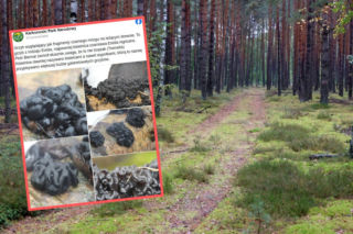 Czarne mózgi w polskich lasach. Znalezisko budzi niepokój i ciekawość