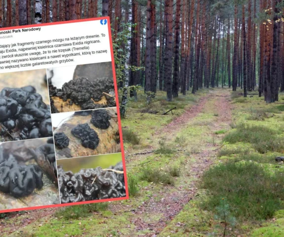 Wygląda jak czarny mózg. Dziwne znalezisko w polskim lesie