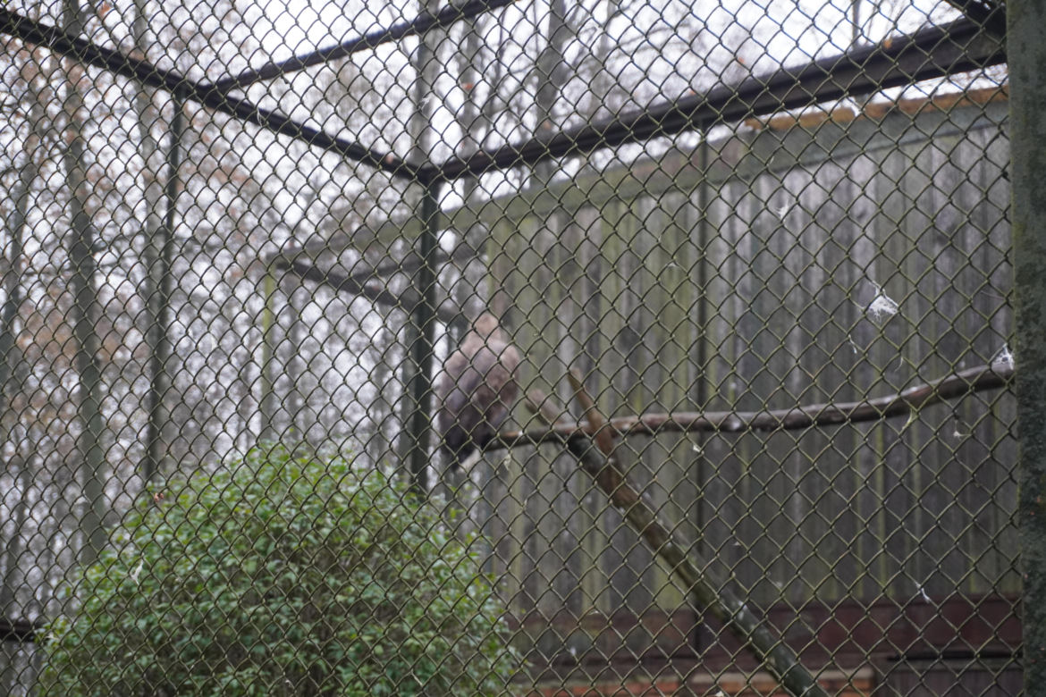 Zoo w Poznaniu zimą