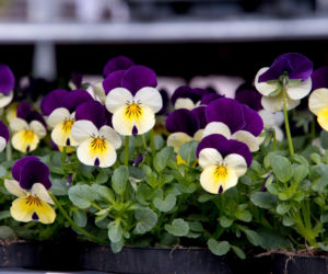 Czas na wysiew bratków do doniczek. Wymieszaj to z wodą i podlewaj bratki, a kwiaty będą pojawiały się jeden po drugim. Sadzenie bratków