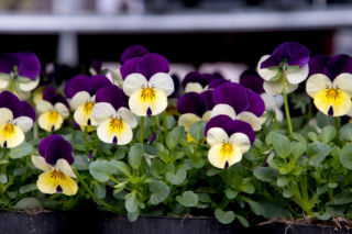 Czas na wysiew bratków do doniczek. Wymieszaj to z wodą i podlewaj bratki, a kwiaty będą pojawiały się jeden po drugim. Sadzenie bratków