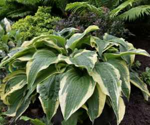 Hosta, funkia