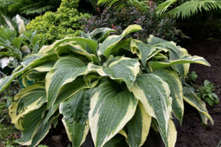Hosta, funkia