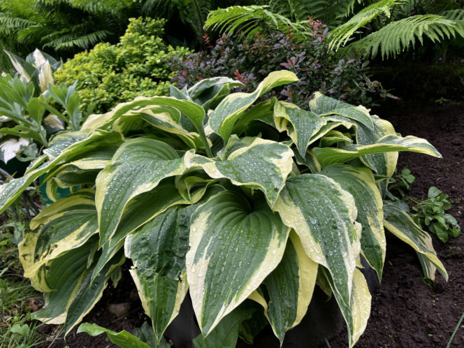 Hosta, funkia