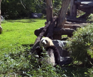 Pandy ZOO Berlin