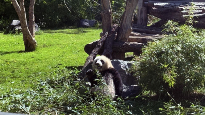 Pandy ZOO Berlin
