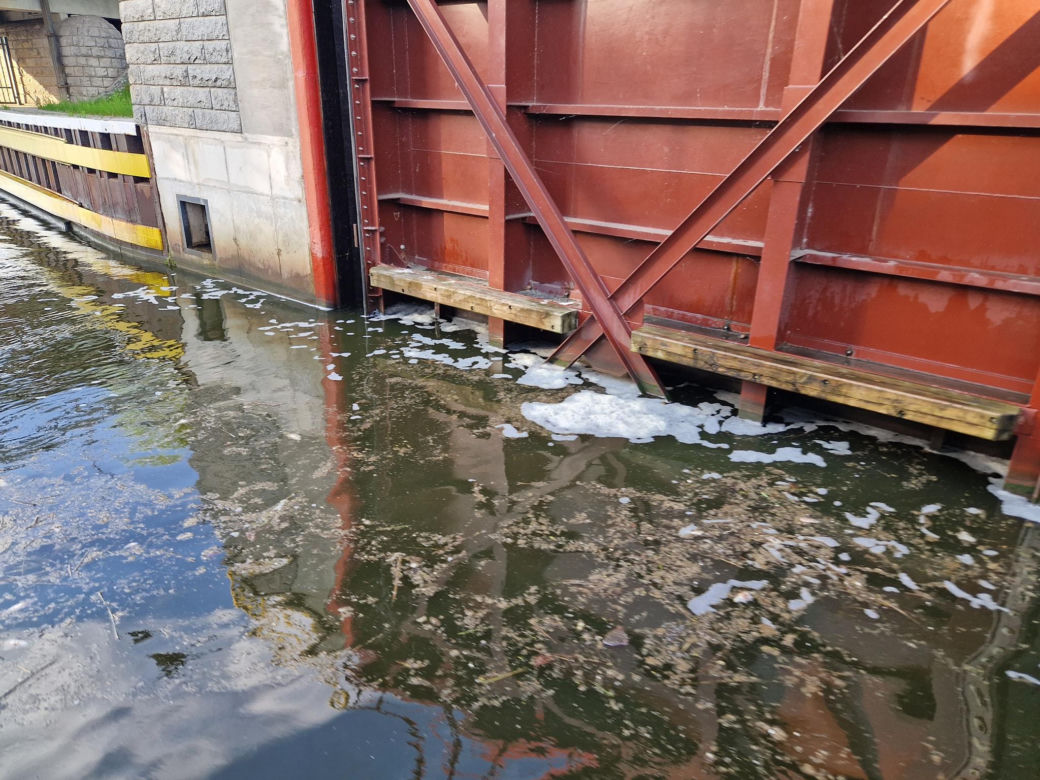 Skażona woda w Kanale Gliwickim powoduje śnięcie ryb