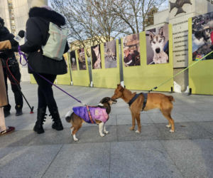 Protest przed Sejmem (17.12.2025)