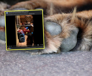 Pies przez rok żył samotnie w mieszkaniu. Właścicielka wyjechała na Islandię i wysyłała na karmę... 10 zł miesięcznie!