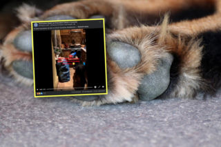 Pies przez rok żył samotnie w mieszkaniu. Właścicielka wyjechała na Islandię i wysyłała na karmę... 10 zł miesięcznie!