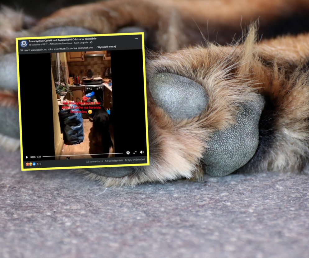 Kobieta wyjechała na Islandię i zostawiła psa samego w mieszkaniu. Szokuje kwota, jaką wysyłała na jego utrzymanie