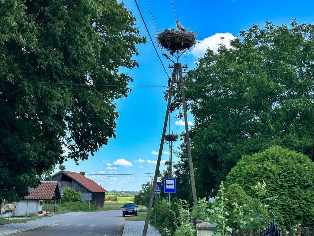 Bociania wieś znów tętni życiem. Żarłoczne orły w odwrocie