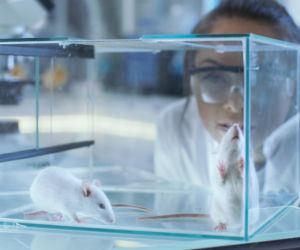 Koniec raka trzustki? Przełomowe badanie na myszach zniszczyło guzy bez nawrotów i skutków ubocznych