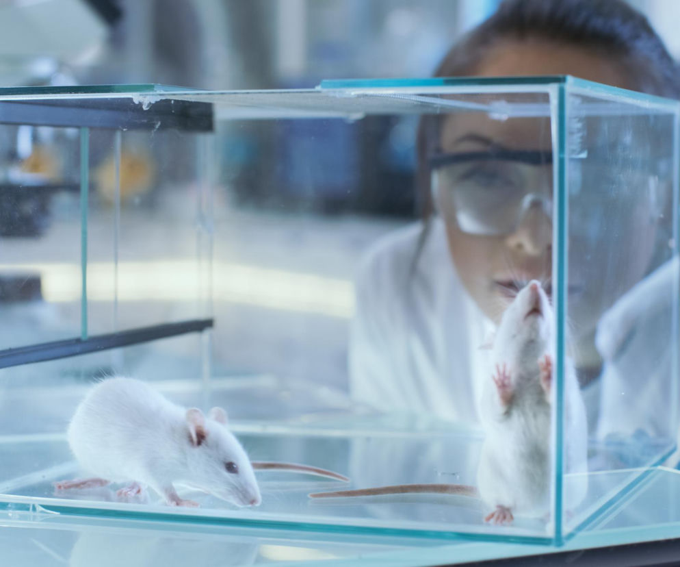 Białe myszy laboratoryjne w szklanym terrarium, obserwowane przez niewyraźną postać badacza w okularach i białym fartuchu, symbolizują przełomowe badania nad rakiem trzustki, o których możesz przeczytać w Poradnik Zdrowie.